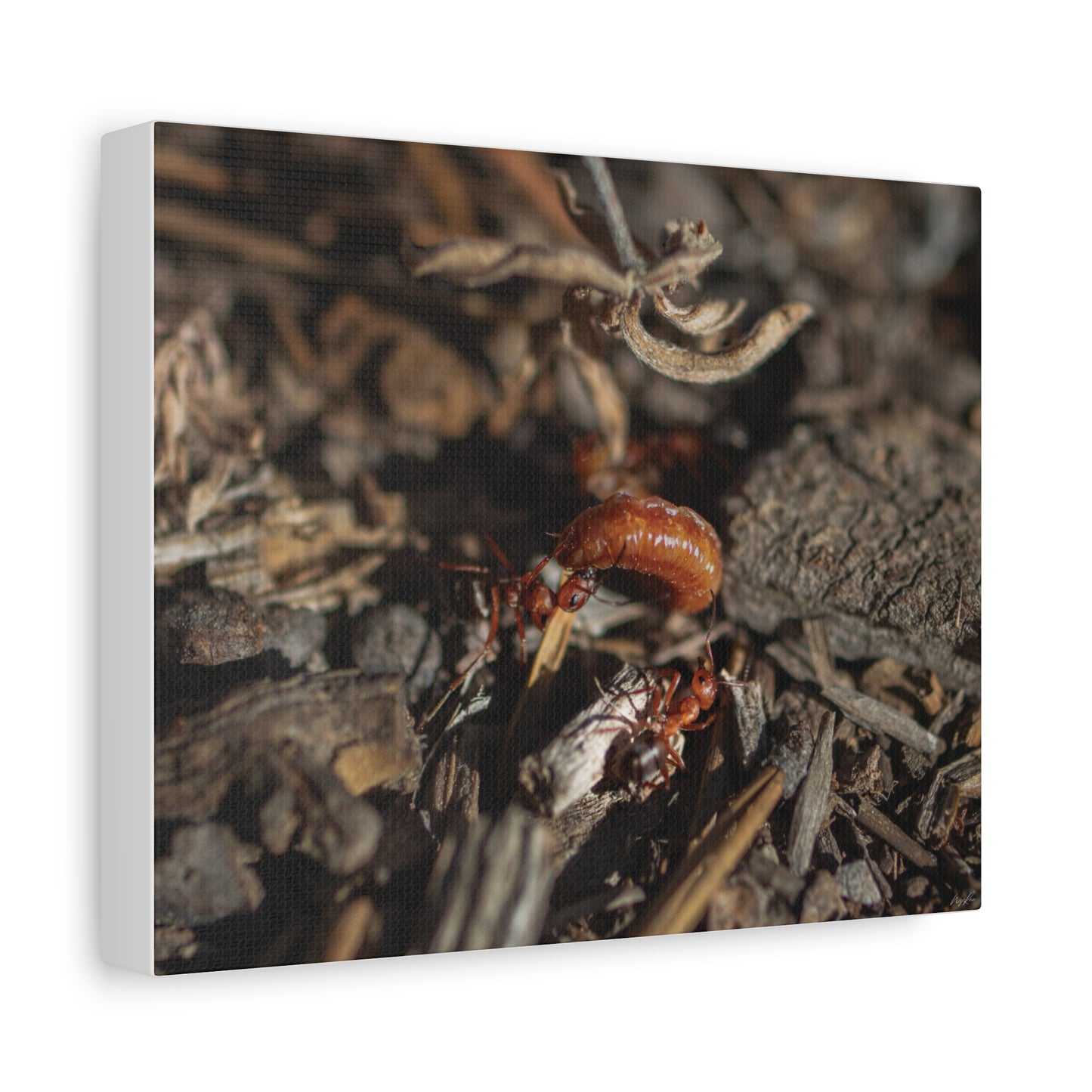 Ants vs Worm — Quiet Resilience by WyoRaw