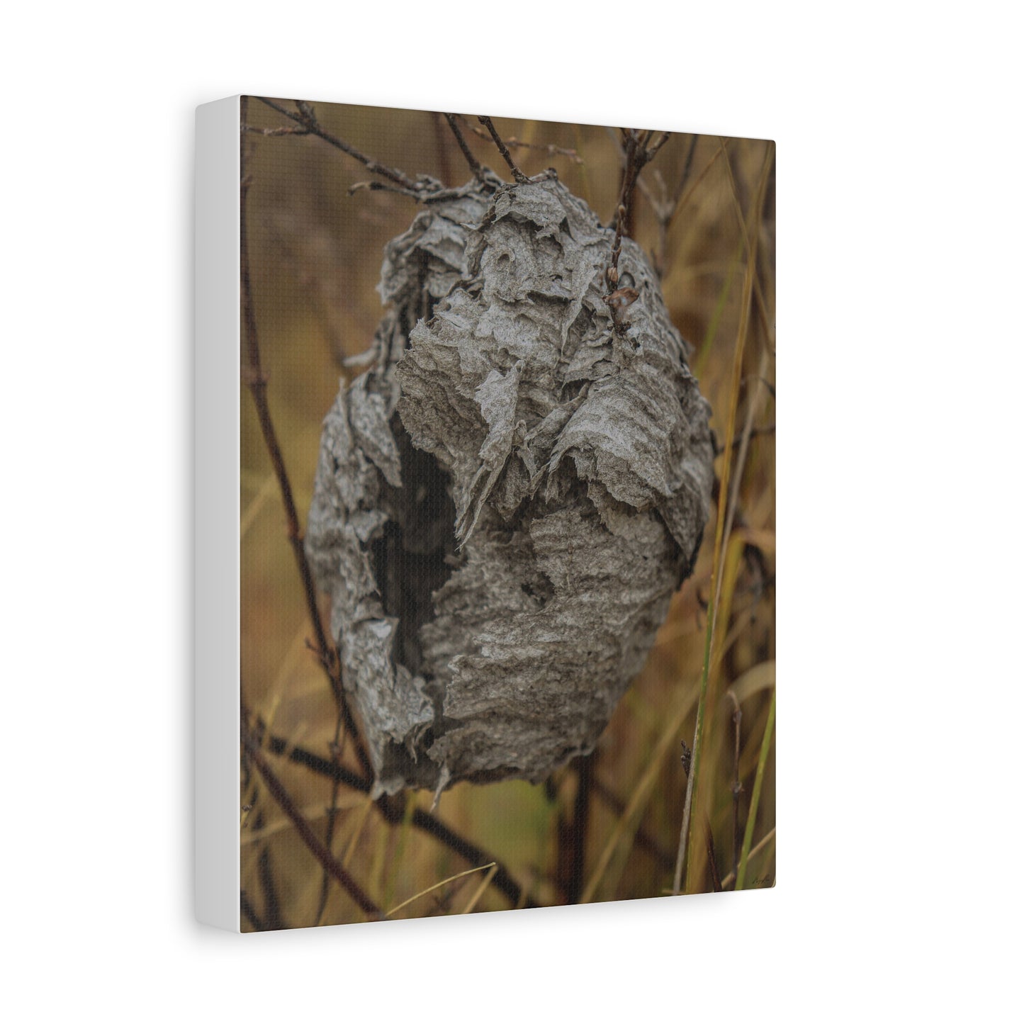 Abandoned Wasp Nest — Remnants by WyoRaw