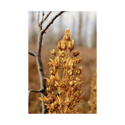 Golden Dried Flower — Remnants by WyoRaw