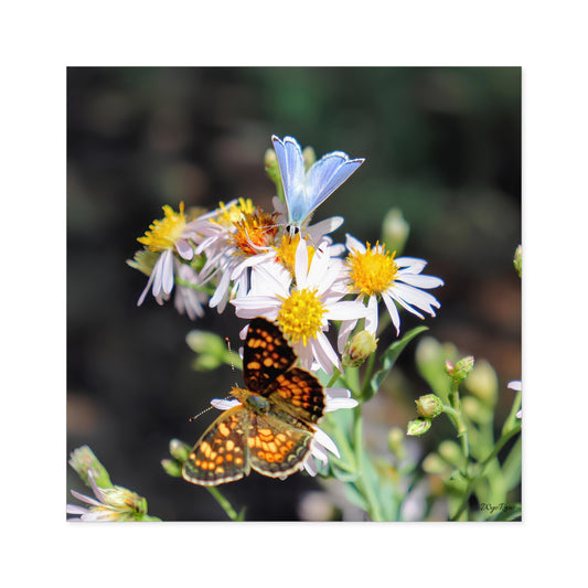 Macro photo of wildflowers with blue and orange butterflies in natural Wyoming setting