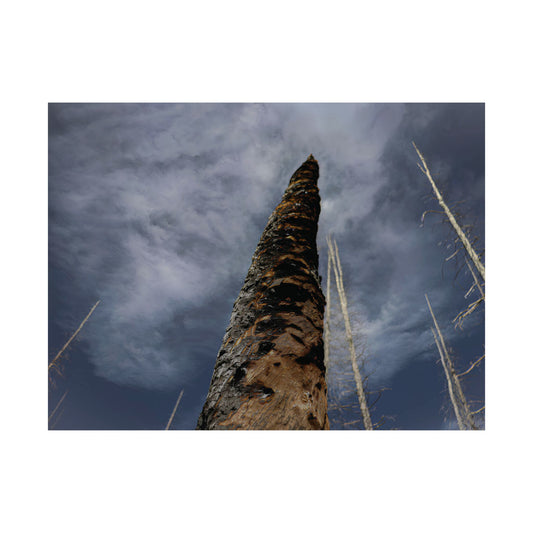 Scorched Tree — Remnants by WyoRaw