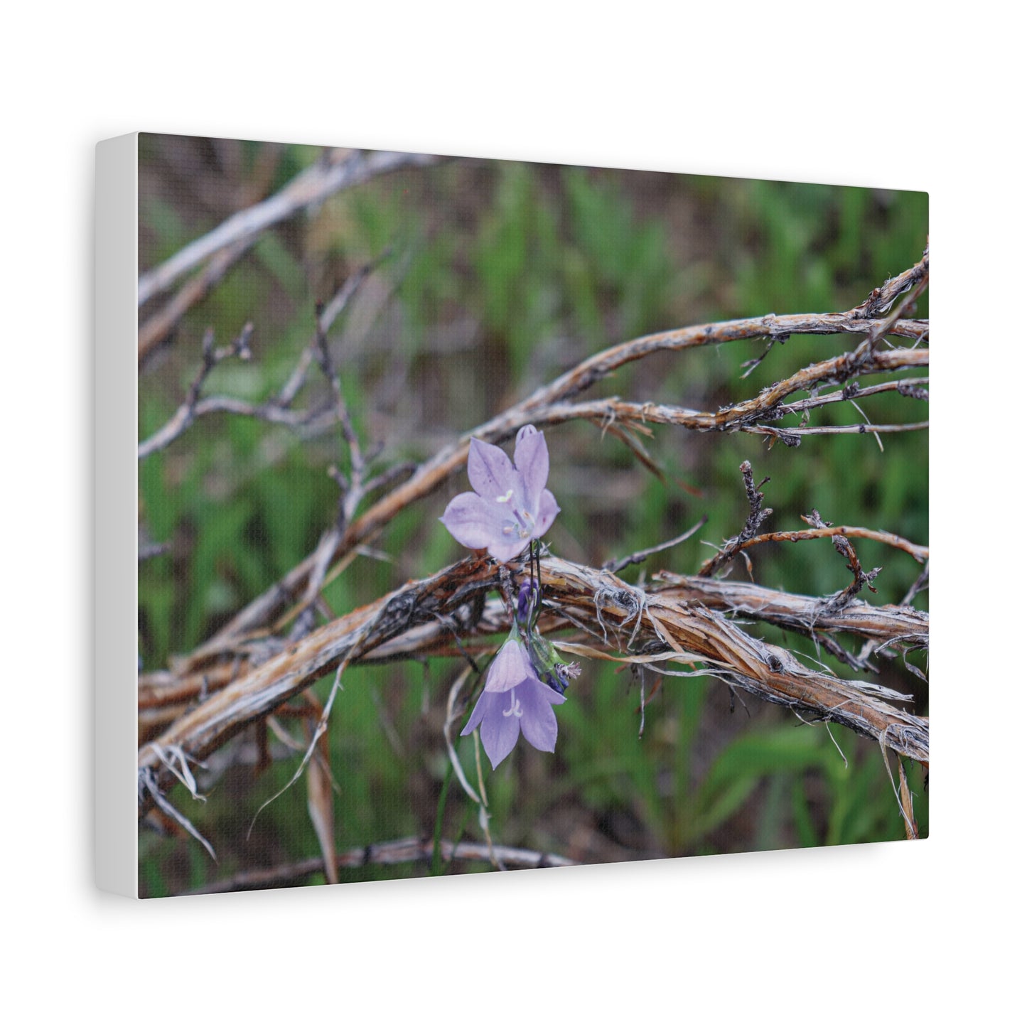 Quiet Resilience: "Wildflowers in the Willows" Canvas Print