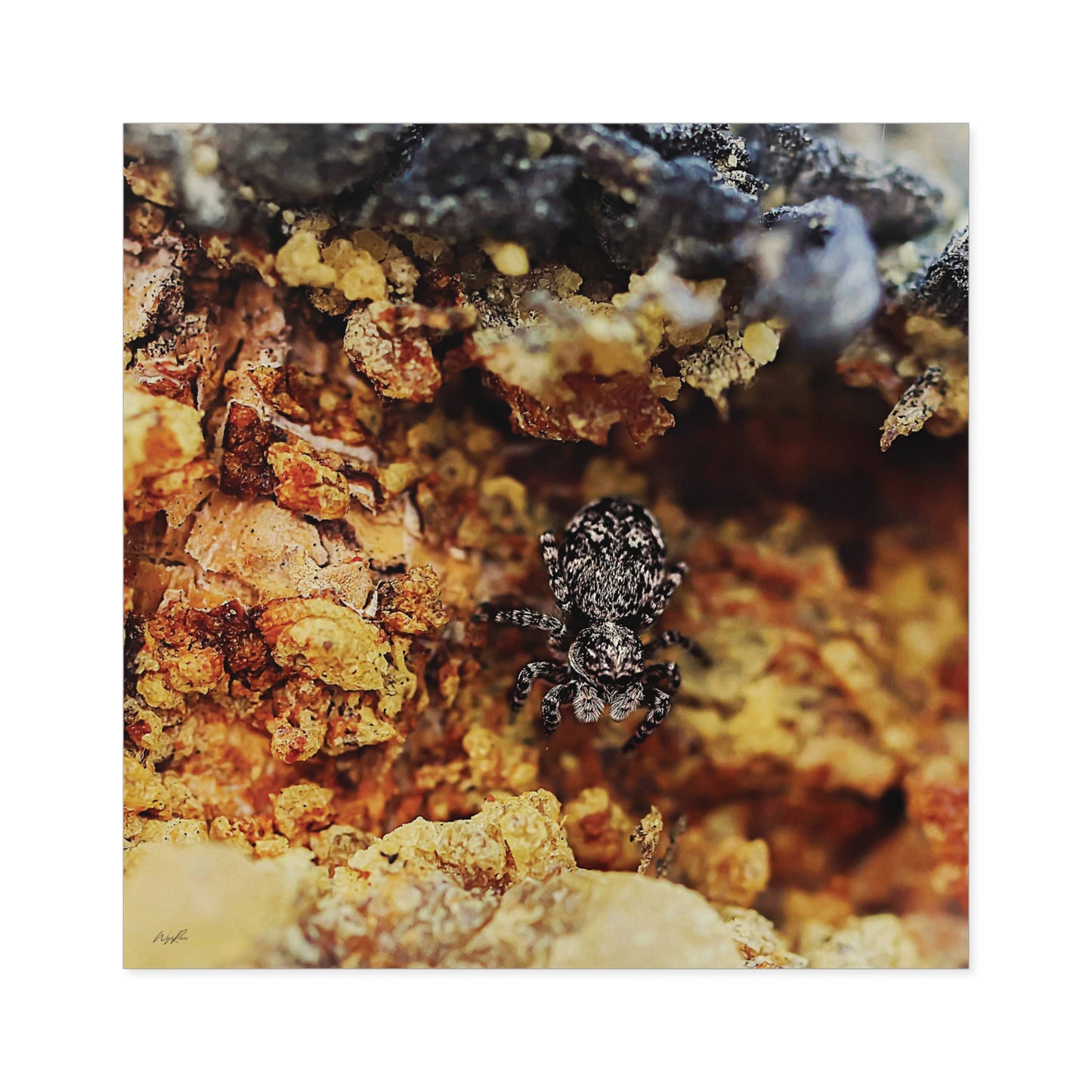 Weathered Time: "Spider in the Sap" - Square Sticker (Indoor/Outdoor)