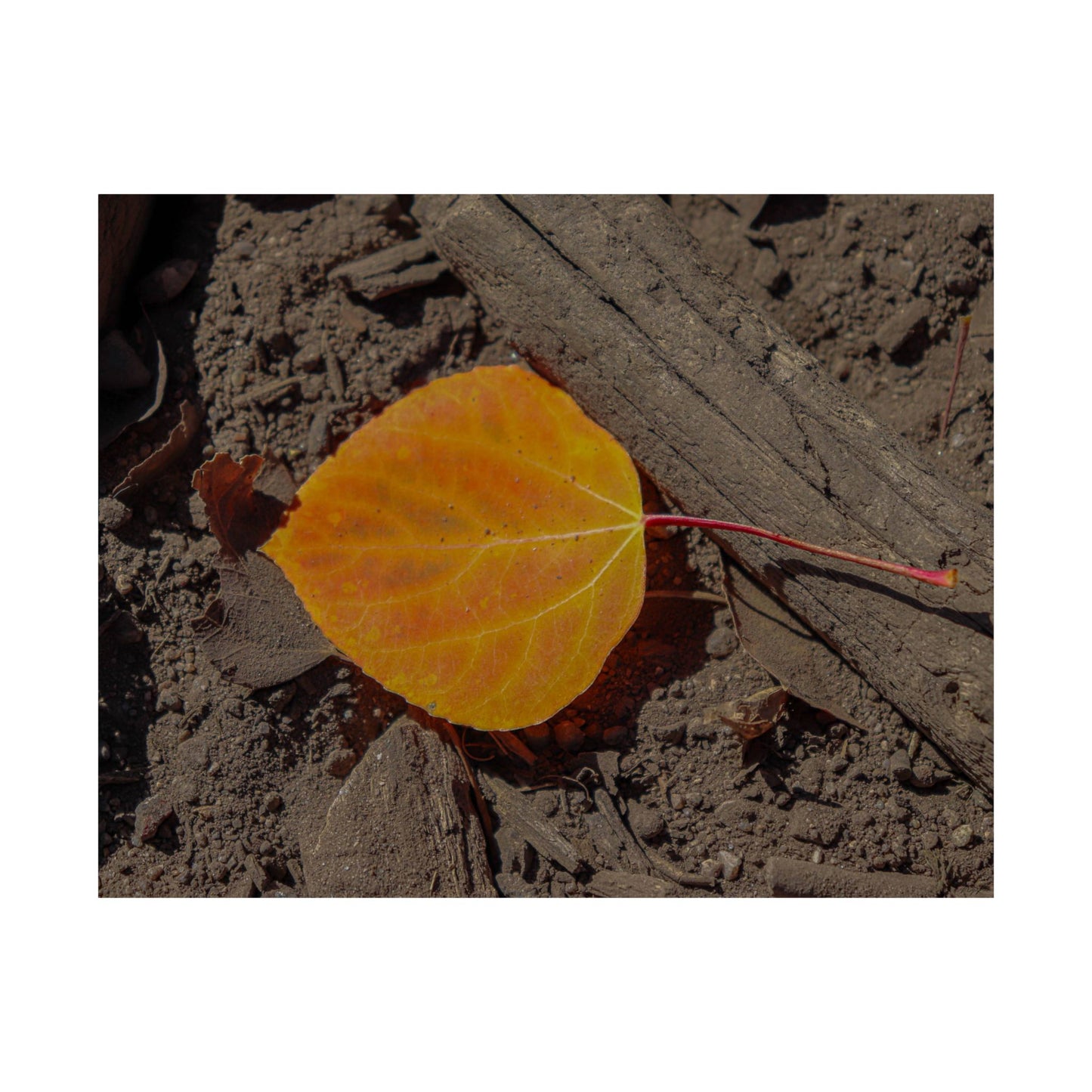 Autumn Leaf — Quiet Resilience by WyoRaw