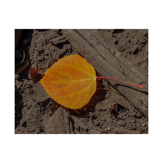 Autumn Leaf — Quiet Resilience by WyoRaw