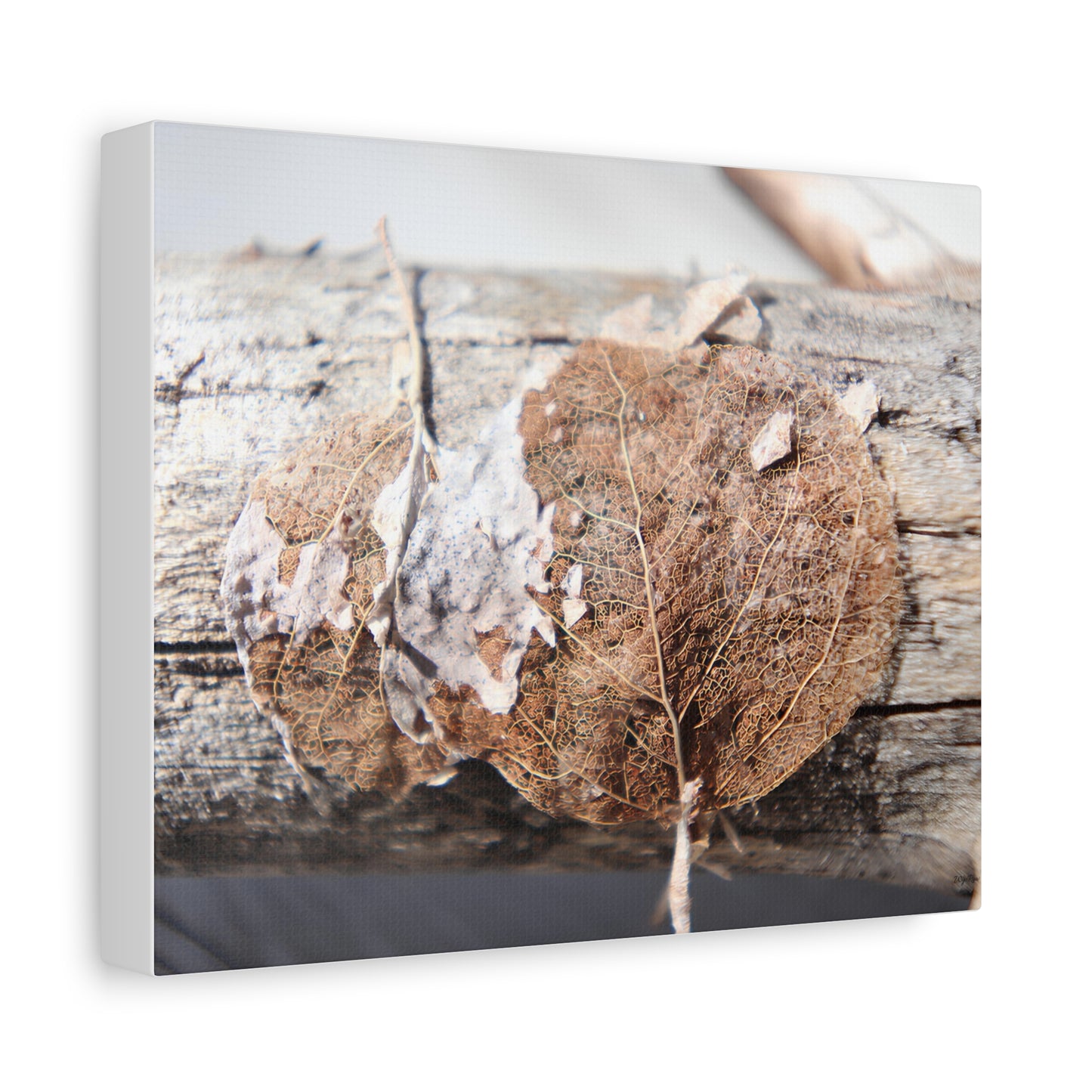 "Skeletal Aspen Leaves" - Canvas Print