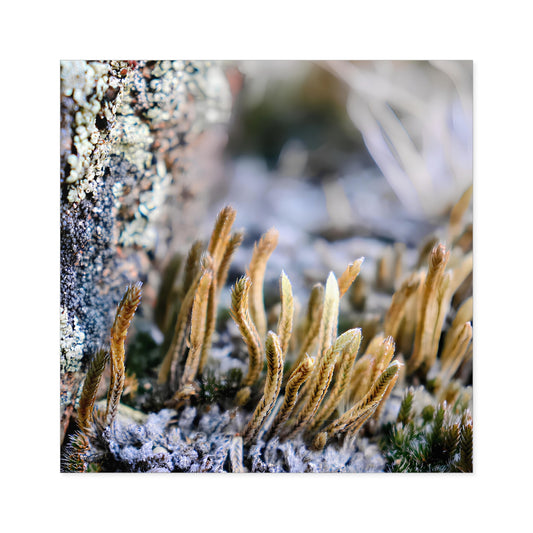 Macro photo of lichen and moss spores on bark, detailed natural Wyoming texture