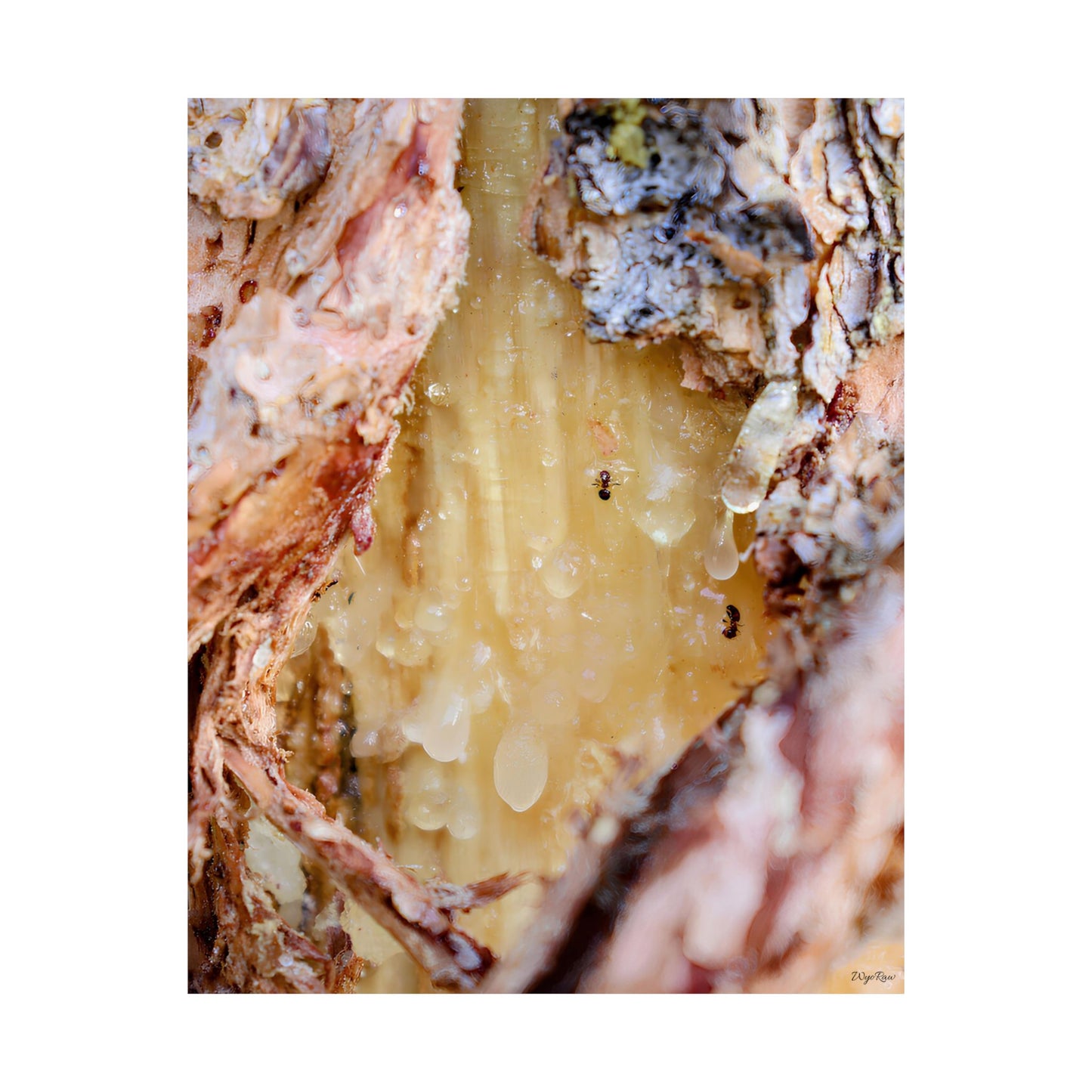 "Ants Encased in Sap" - Museum-Grade Archival Print