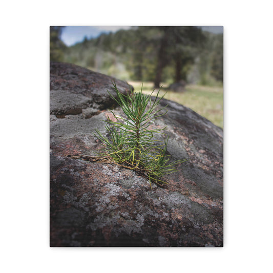 Young Pine from out of the Boulder — Quiet Resilience by WyoRaw