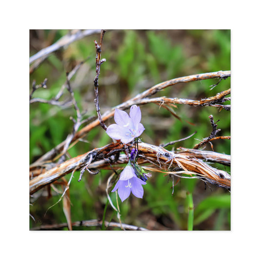Macro photo of delicate purple wildflowers among dried twigs and green grass