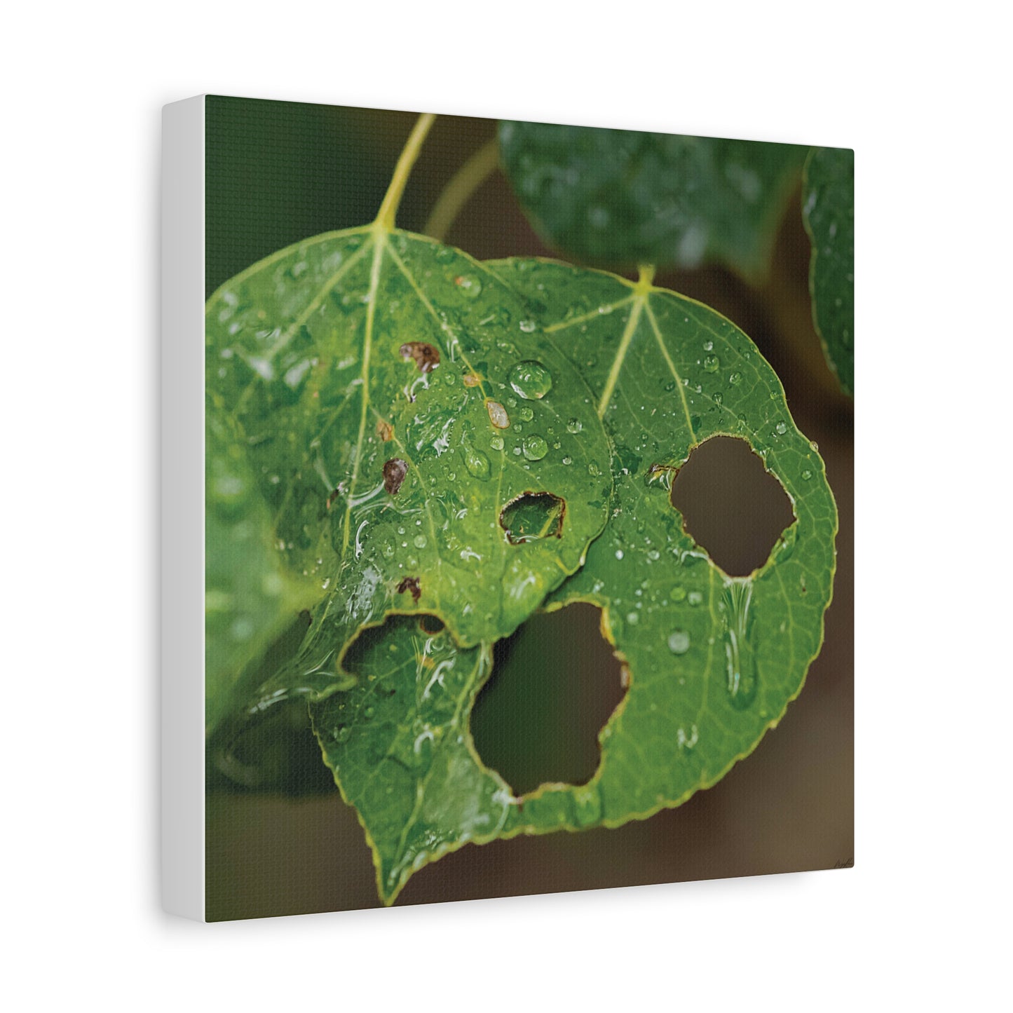 Crying Leaf — Quiet Resilience by WyoRaw