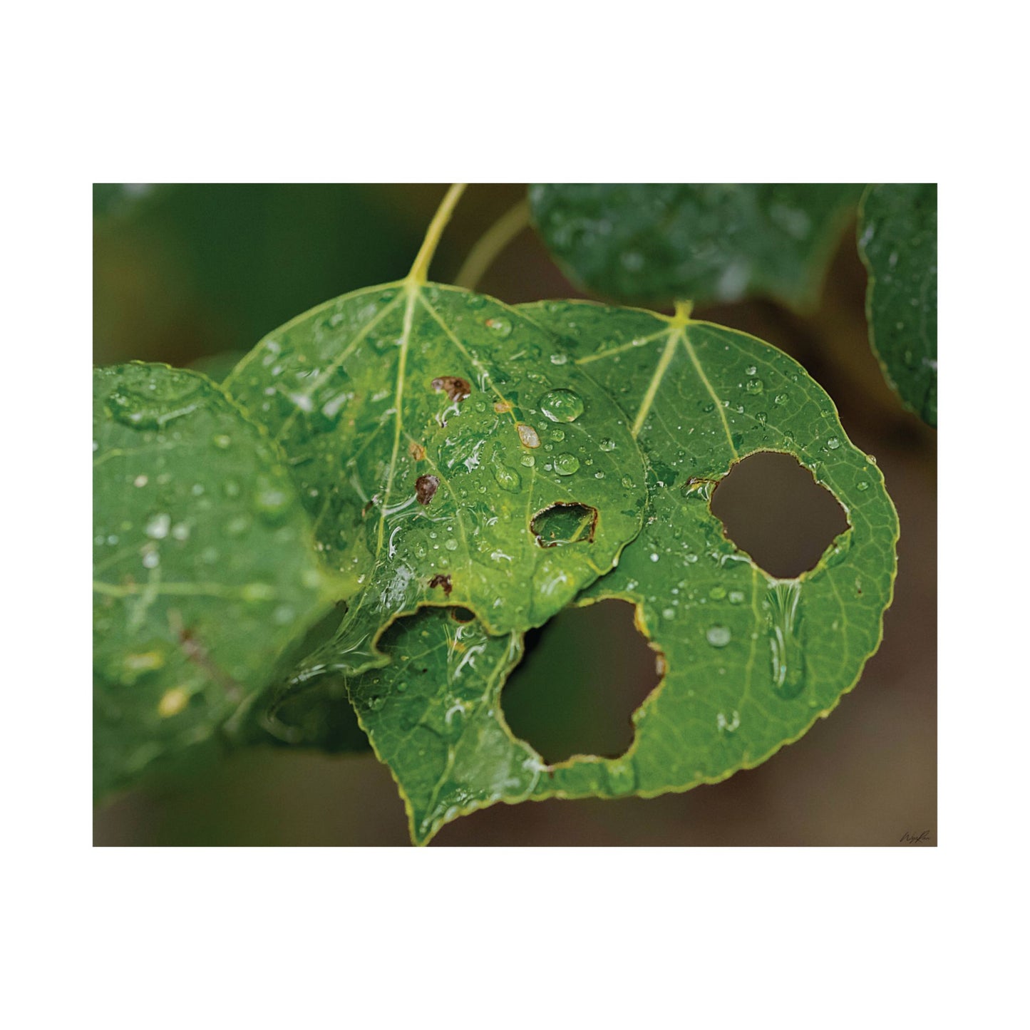 Quiet Resilience: "Crying Leaf" - Museum-Grade Archival Print
