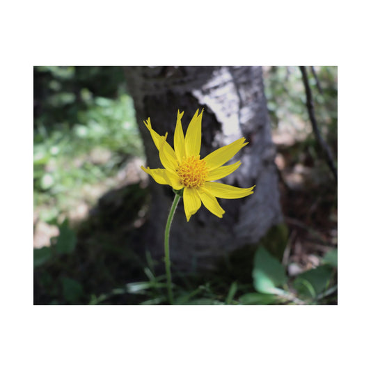 Holding Light — Quiet Resilience by WyoRaw