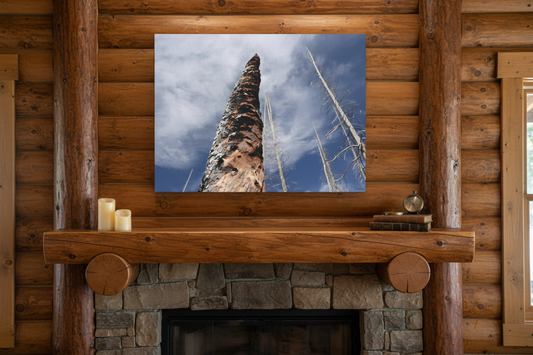 Macro photo of a tall dead tree print on log cabin wall above stone fireplace