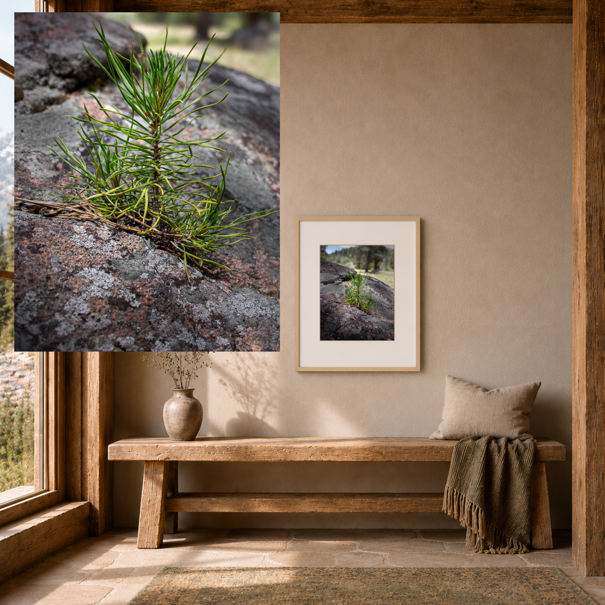 Young Pine from out of the Boulder — Quiet Resilience by WyoRaw