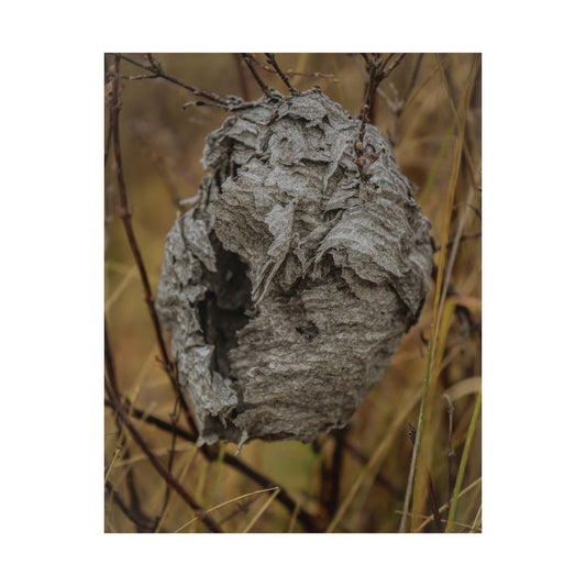 Abandoned Wasp Nest — Remnants by WyoRaw