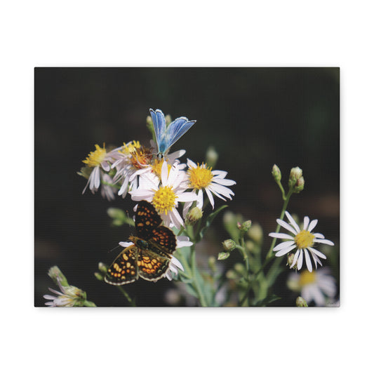 Butterflies on Wildflowers — Quiet Resilience by WyoRaw