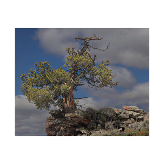 High Country Sentinel — Weathered Time by WyoRaw