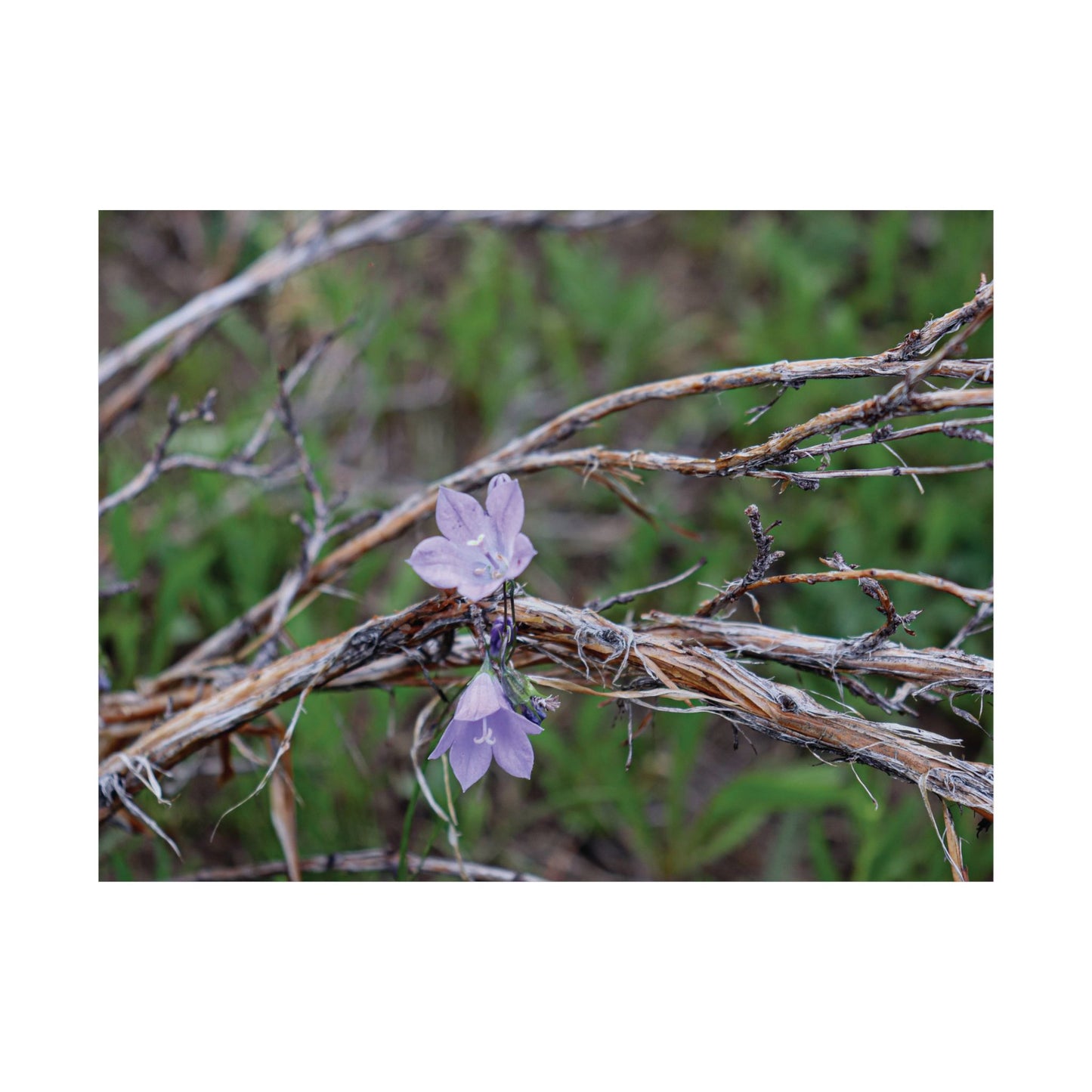 Quiet resilience: "Wildflowers in the Willows" — Museum-Grade Archival Print