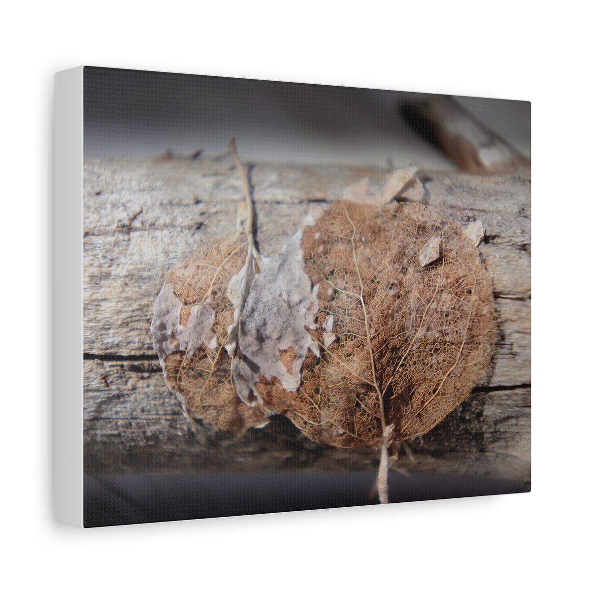 Skeletal Aspen Leaves — Remnants by WyoRaw