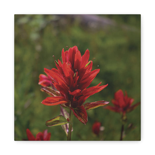Wyoming Indian Paintbrush — Quiet Resilience by WyoRaw