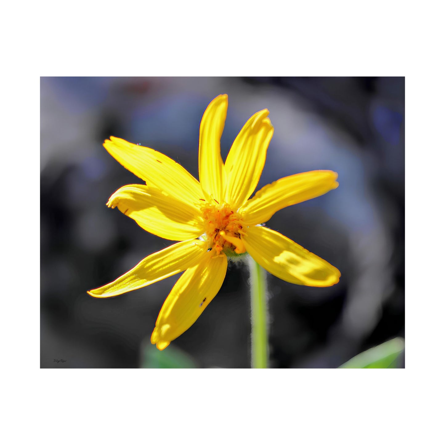"Yellow Wildflower" - Museum-Grade Archival Print