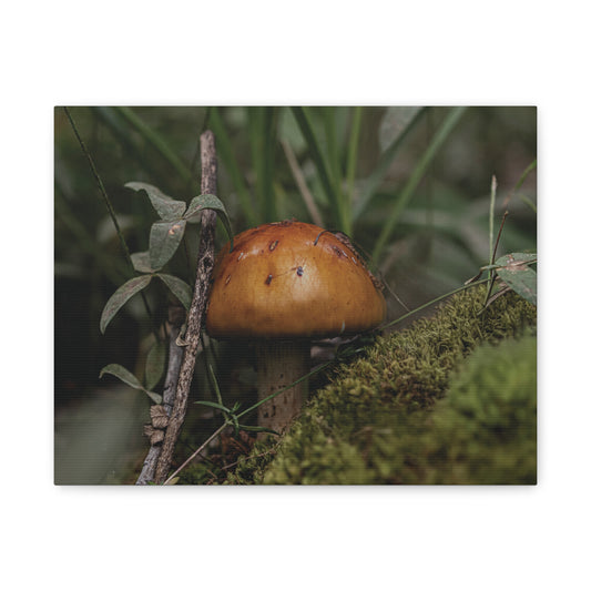 Mushroom in the Forest — Quiet Resilience by WyoRaw
