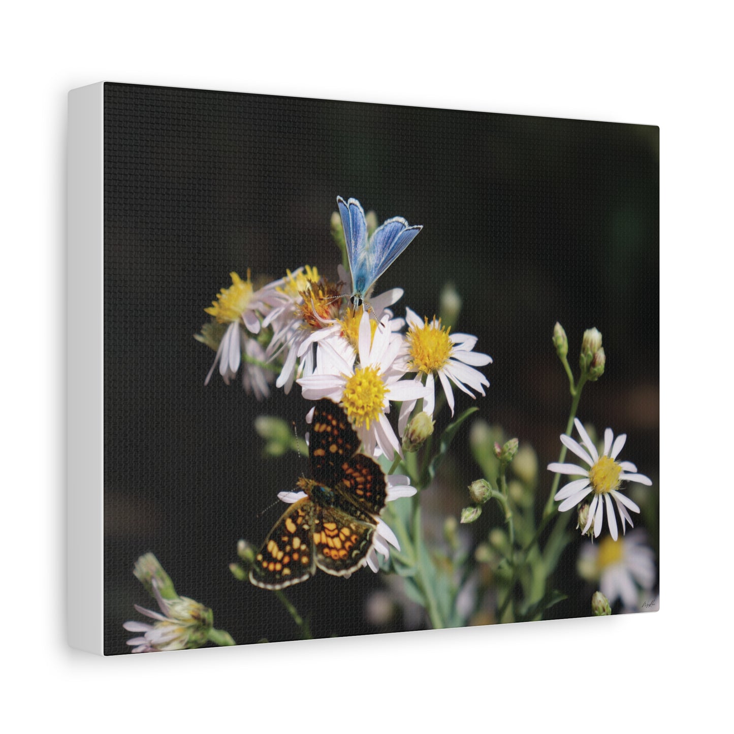 Butterflies on Wildflowers — Quiet Resilience by WyoRaw