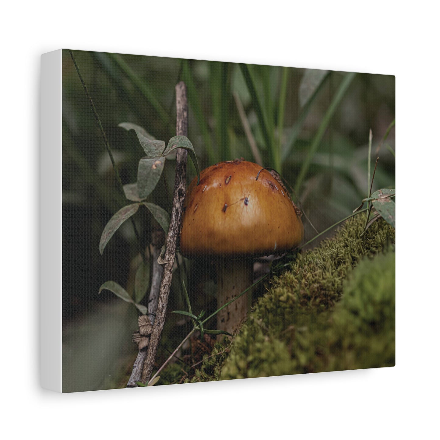 Mushroom in the Forest — Quiet Resilience by WyoRaw