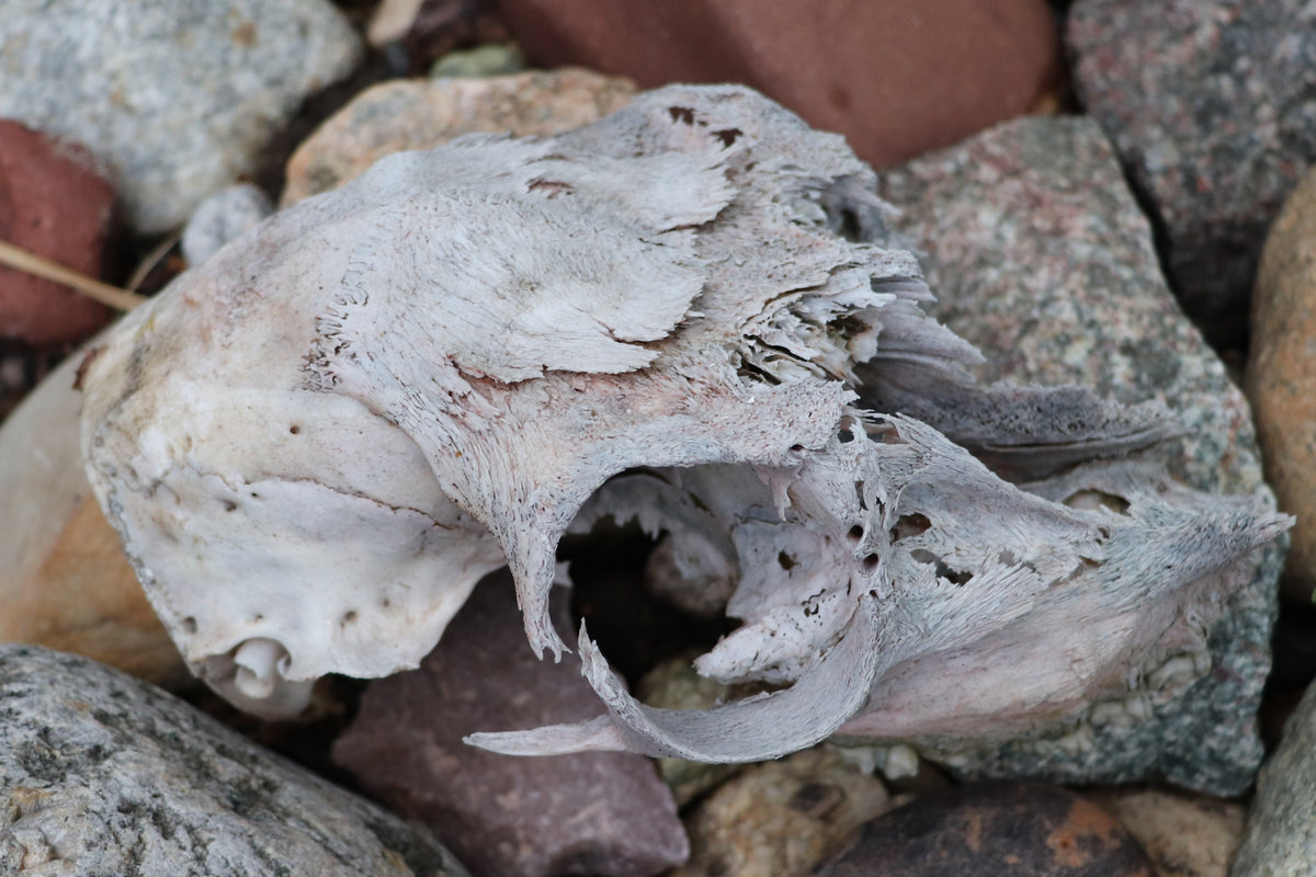 Weatherd, aged skull laying in the rocks