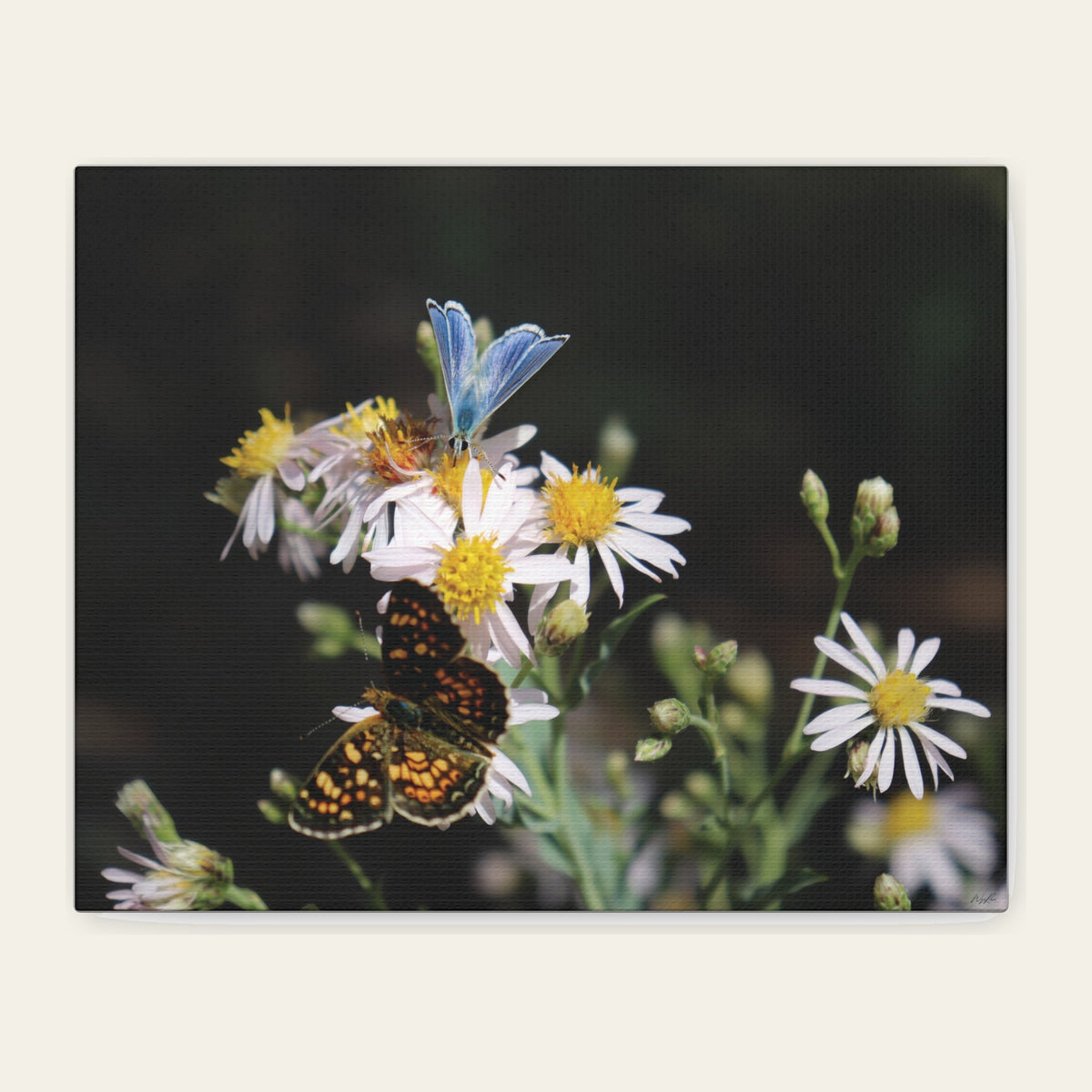 Butterflies on Wildflowers — canvas print of a blue and a checkerspot working the same cluster of white asters