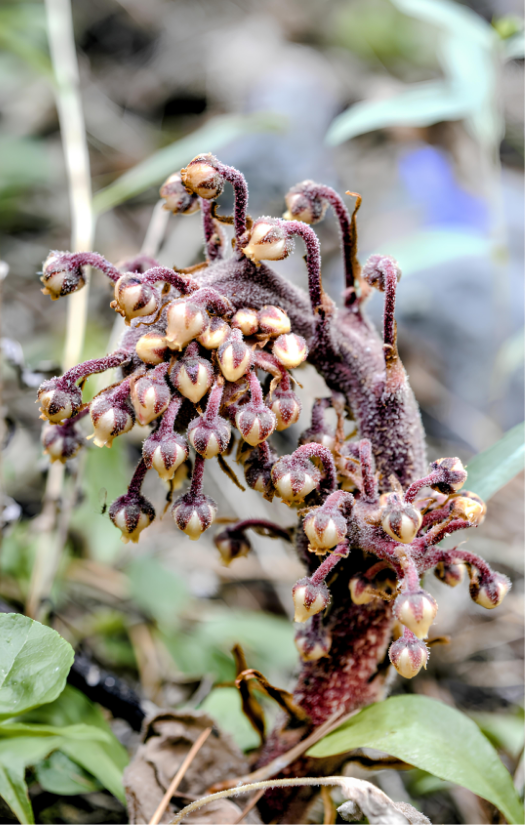Macro photo of a wild purple parasitic plant with clustered buds and fuzzy stems in Wyoming