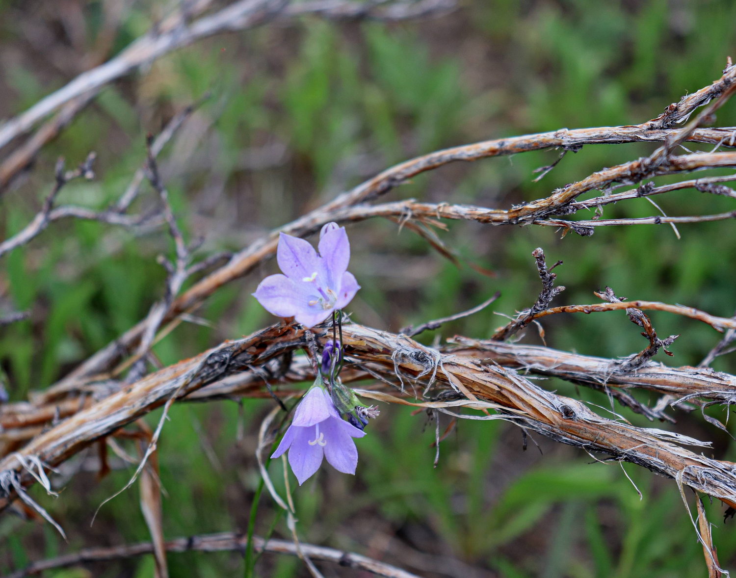 Delicate purple wildflower blooms on dried twigs, showcasing Wyoming's raw, overlooked natural beauty in macro detail.