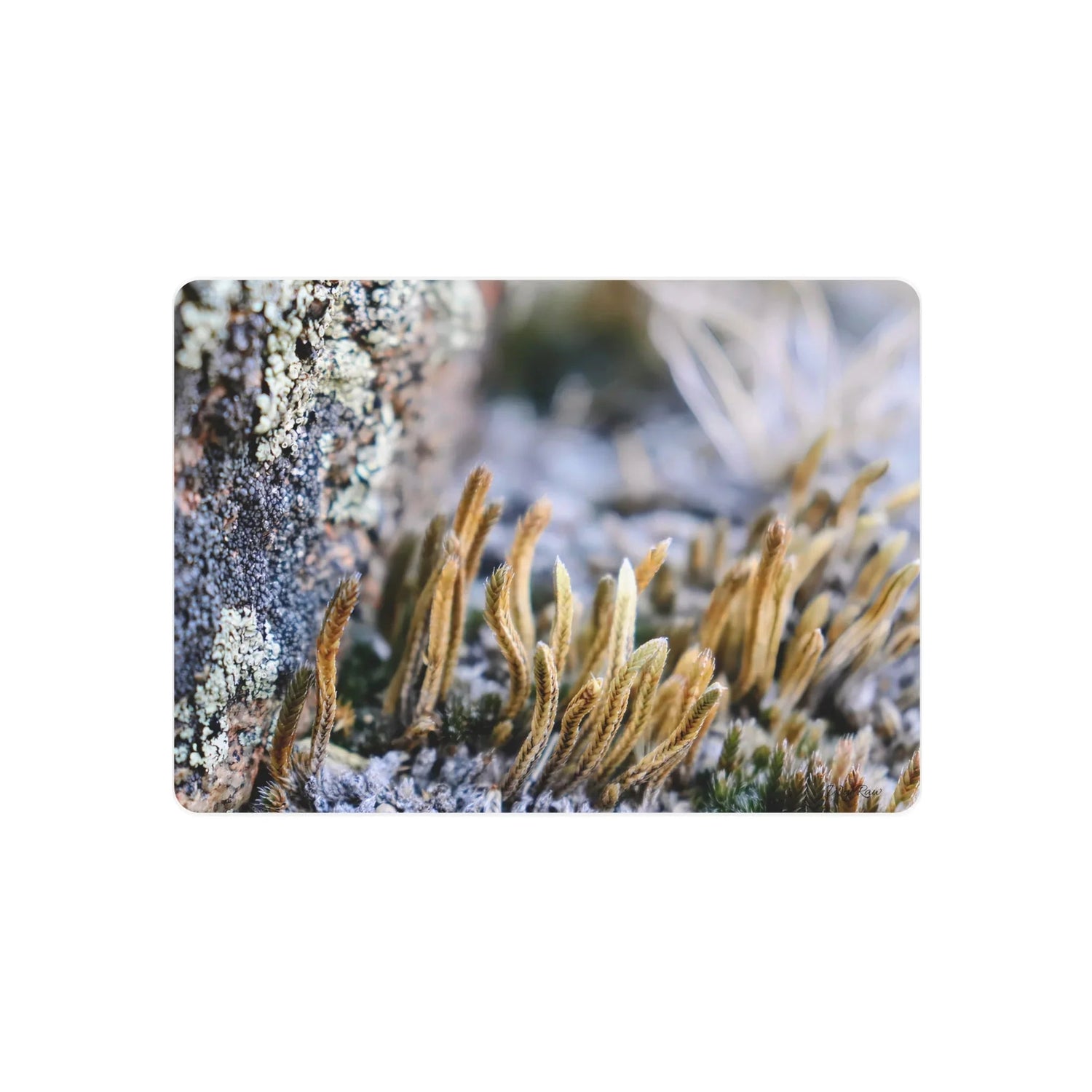 Metal Wall Art - WyoRaw