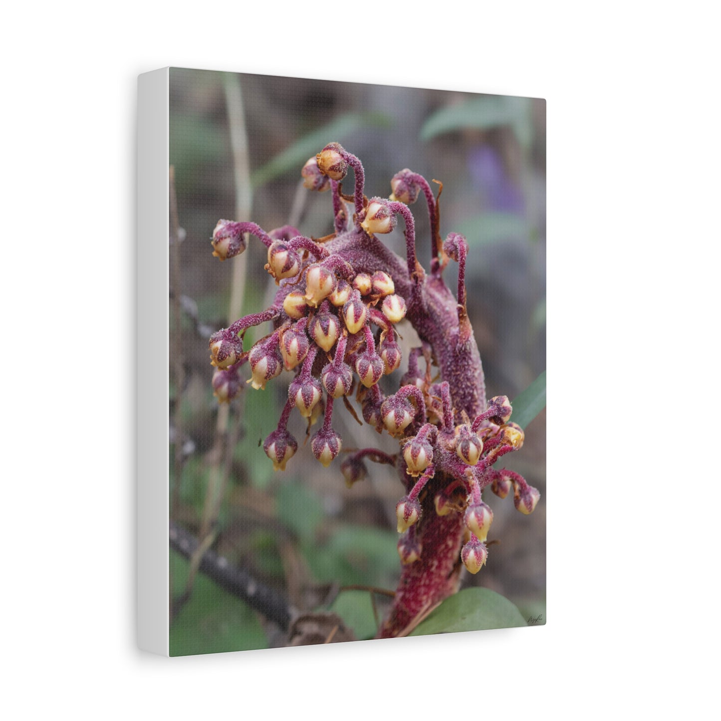 Woodland Pinedrop — Quiet Resilience by WyoRaw