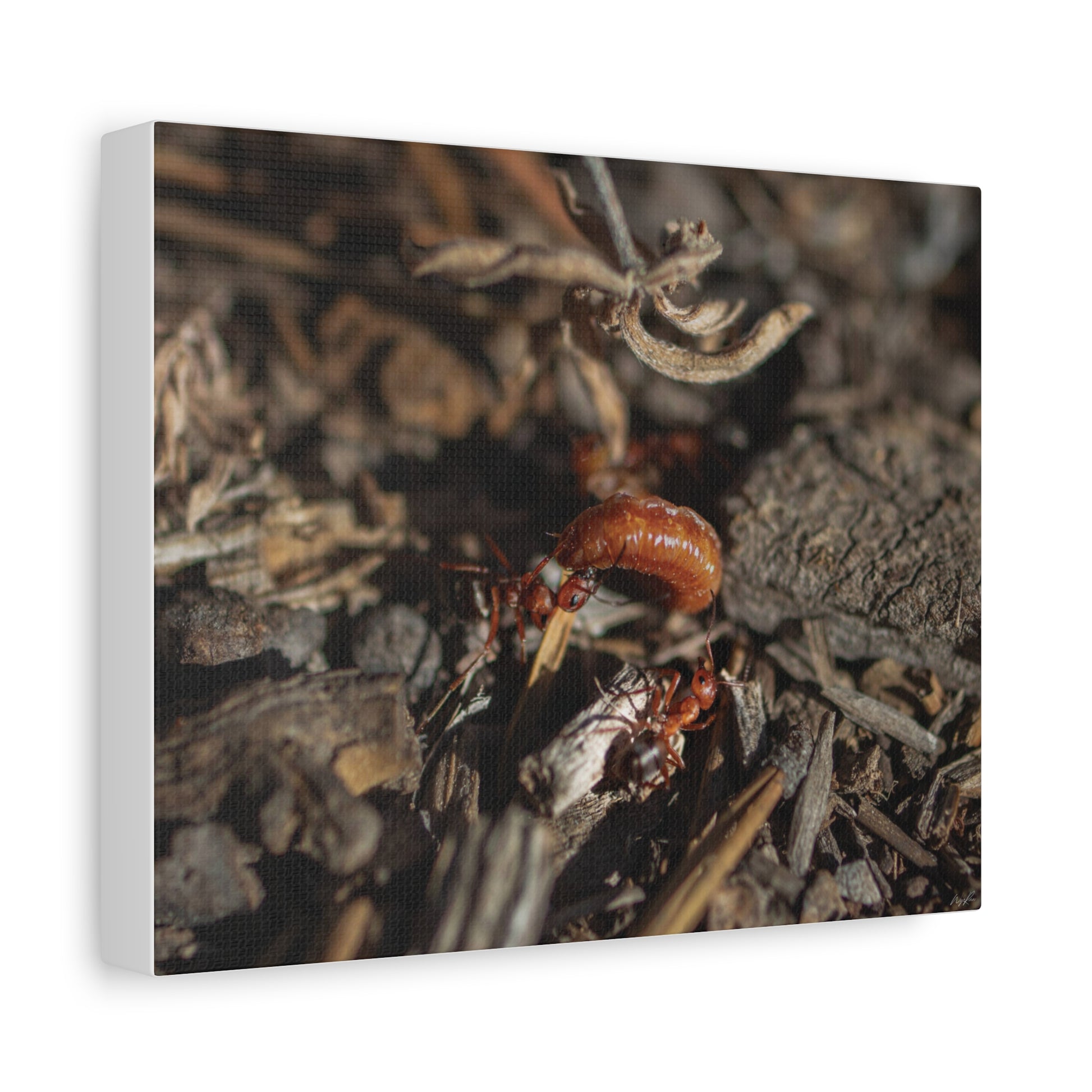 Ants vs Worm — Quiet Resilience by WyoRaw