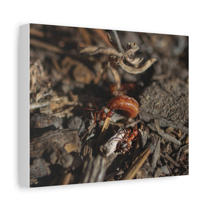 Ants vs Worm — Quiet Resilience by WyoRaw