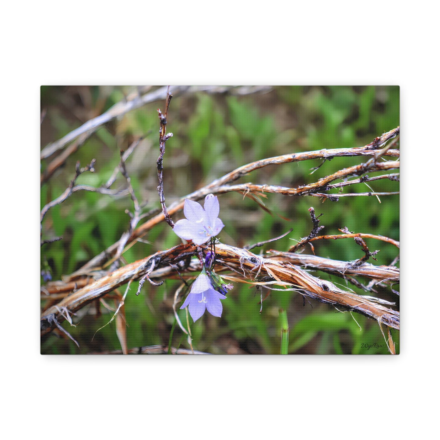"Wildflowers in the Willows" Canvas Print