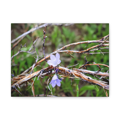 "Wildflowers in the Willows" Canvas Print