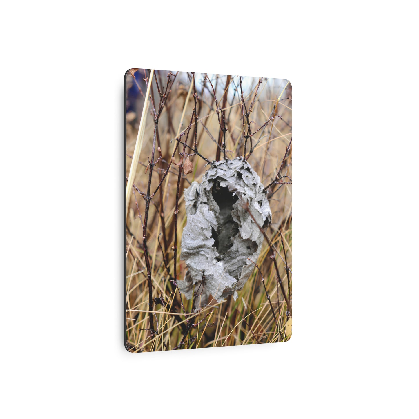 "Abandoned Wasps Nest" - Metal Wall Art