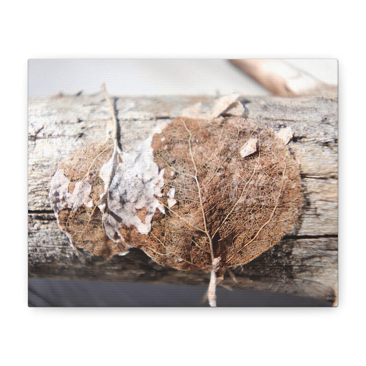 Macro photo of two dried aspen leaves on weathered wood, showing intricate leaf veins.