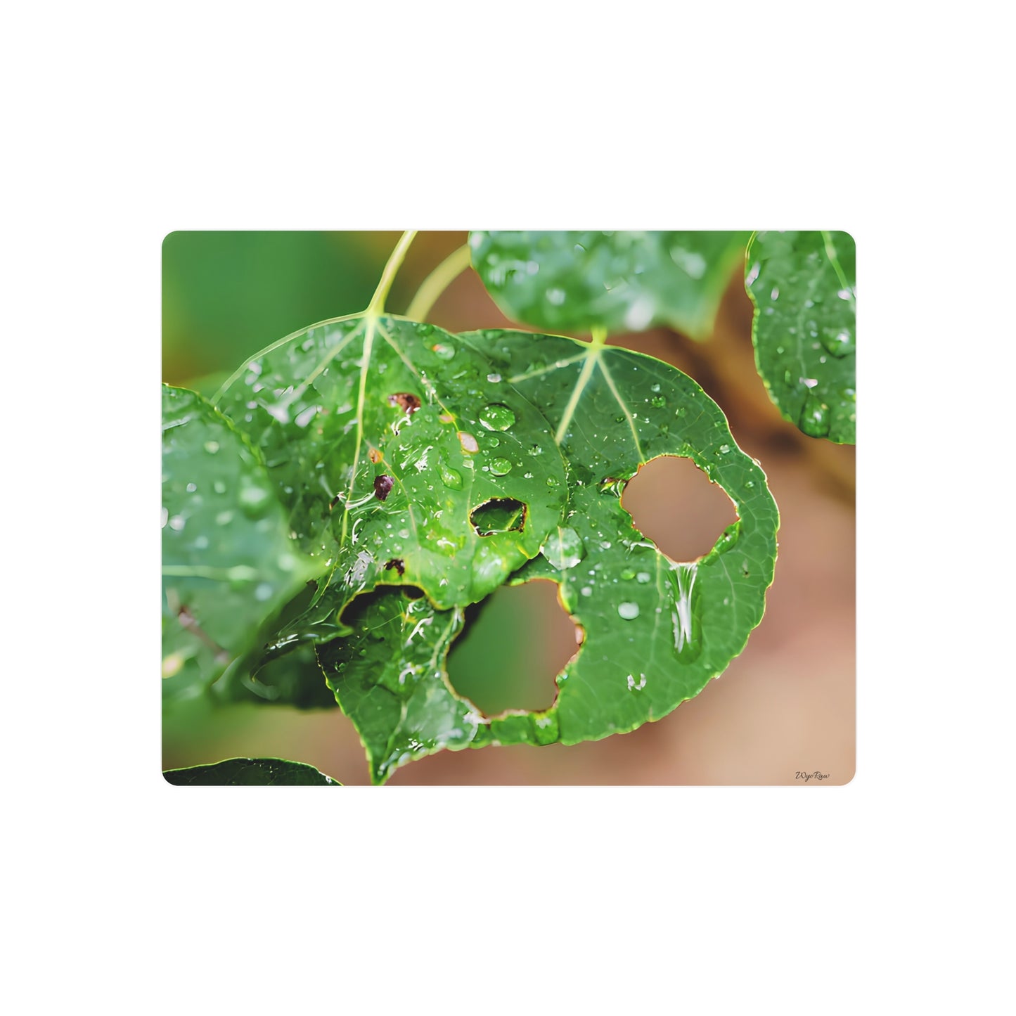 "Crying Leaf" - Metal Wall Art