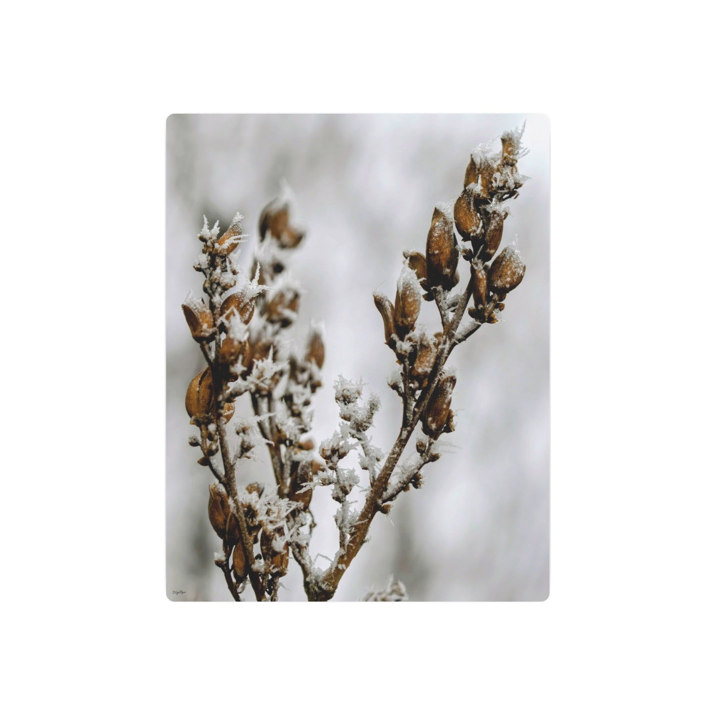 "Lilac Ice Crystals" - Metal Wall Art