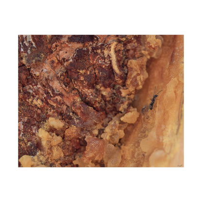 Weathered Time: "Ant in the Sap" - Museum-Grade Archival Print
