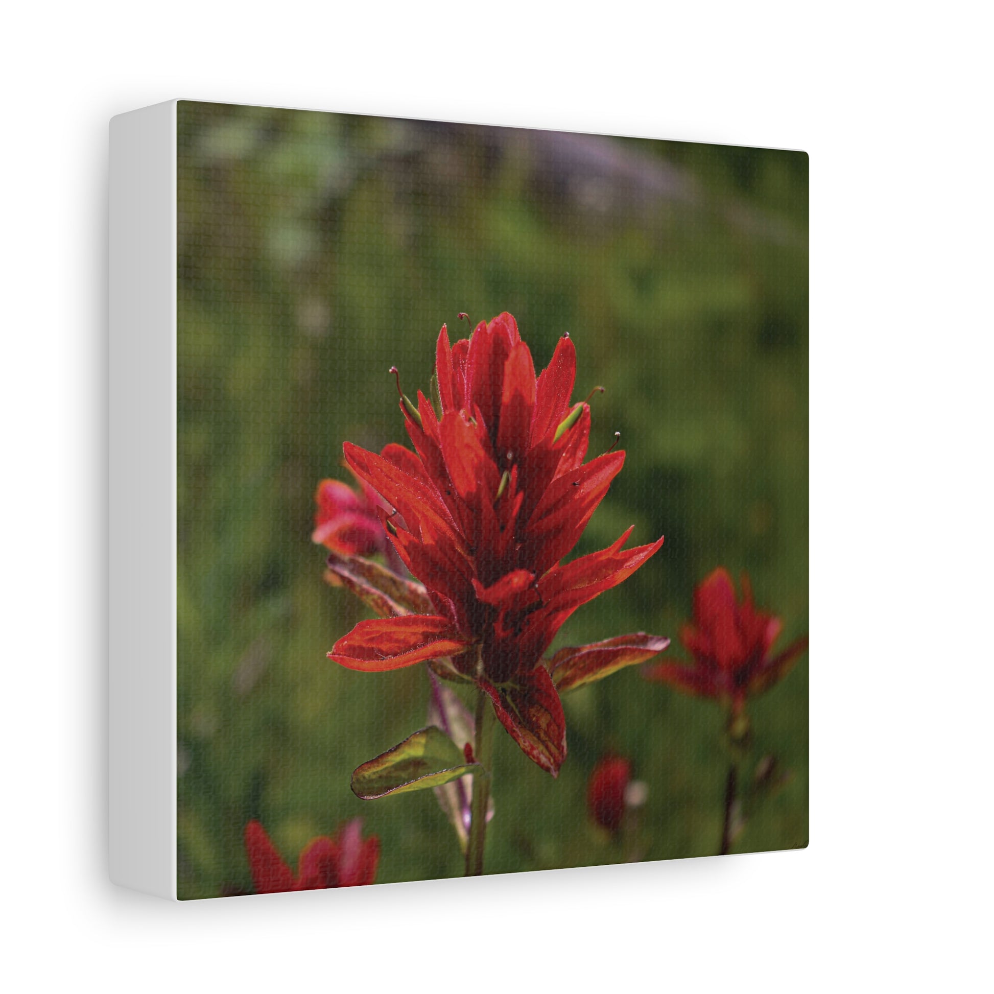 Wyoming Indian Paintbrush — Quiet Resilience by WyoRaw