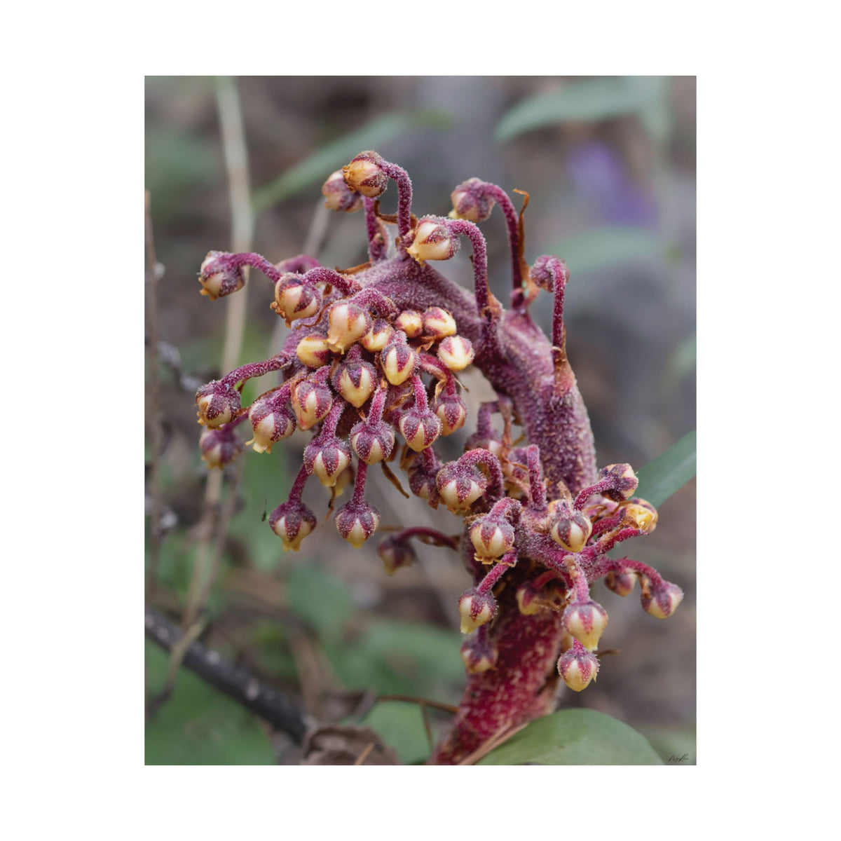 Woodland Pinedrop — Quiet Resilience by WyoRaw
