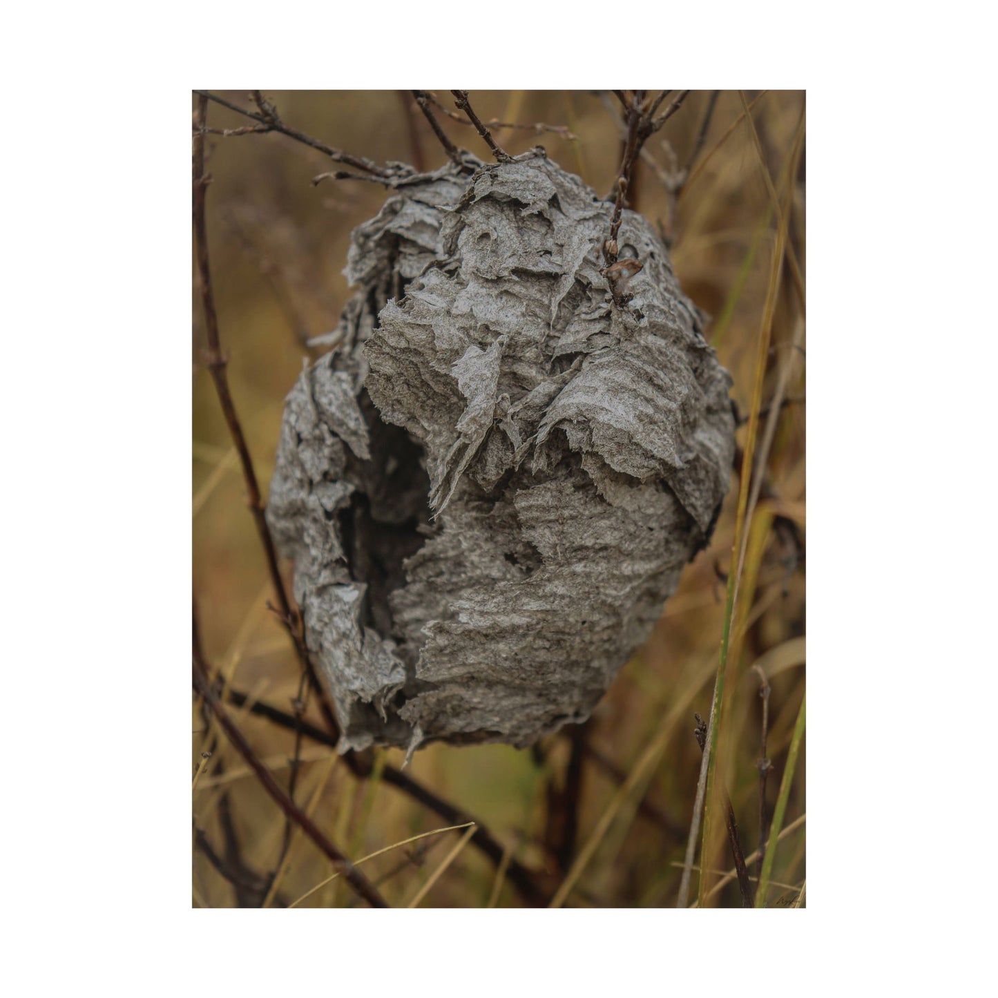 Abandoned Wasp Nest — Remnants by WyoRaw