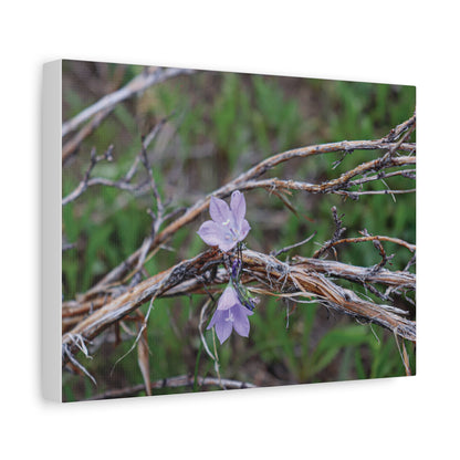 Quiet Resilience: "Wildflowers in the Willows" Canvas Print