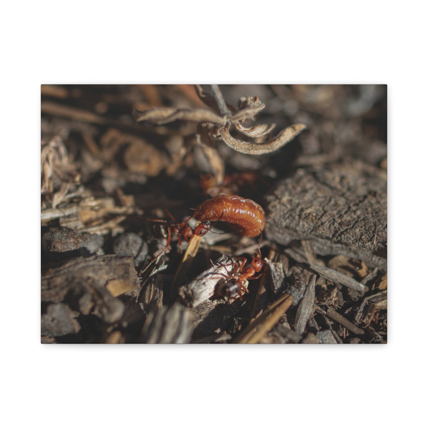Ants vs Worm — Quiet Resilience by WyoRaw
