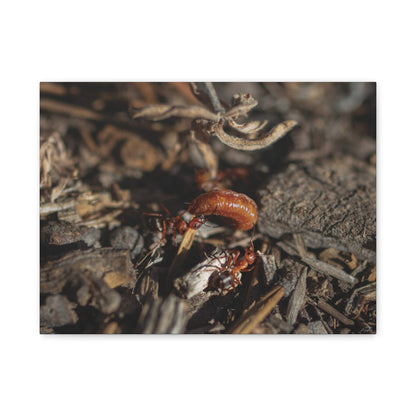 Ants vs Worm — Quiet Resilience by WyoRaw